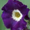 Primula Auricula Purple Promise - Abriachan Nurseries